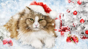 Festive Christmas Catin Santa Hat Wallpaper