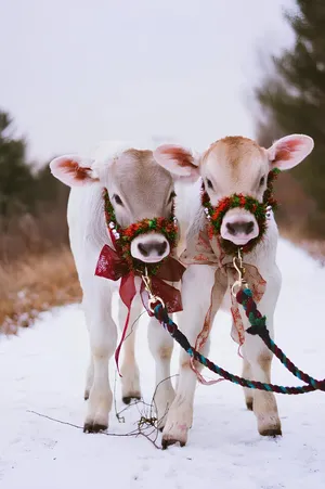 Festive Christmas Cows Winter Scene Wallpaper