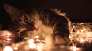 Festive_ Feline_ Amidst_ Twinkling_ Lights.jpg Wallpaper