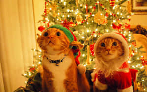 Festive Feline Friends.jpg Wallpaper