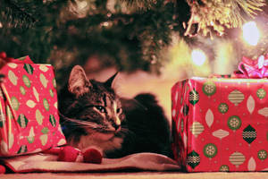 Festive Feline In High Resolution Christmas Background Wallpaper