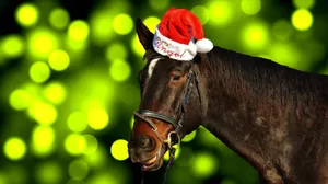 Festive Horsein Santa Hat Wallpaper