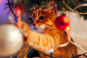 Festive Orange Tabby Christmas Tree Decorations.jpg Wallpaper