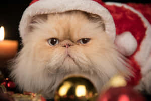 Festive Persian Catin Santa Hat Wallpaper