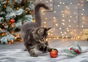 Festive Tabby Cat With Christmas Ornament Wallpaper