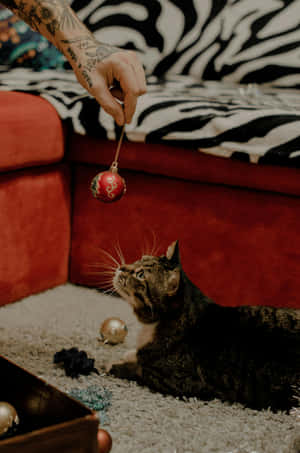 Festive Tabby Cat With Christmas Ornament Wallpaper