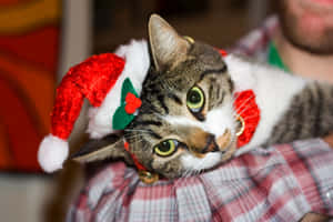 Festive Tabby Catin Santa Hat Wallpaper