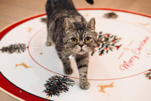 Festive Tabby Caton Christmas Decor Rug Wallpaper