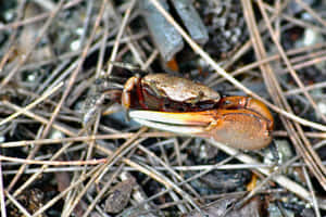 Fiddler Crab Amidst Twigsand Leaves.jpg Wallpaper