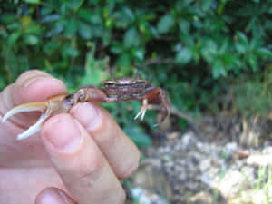 Fiddler Crab Held In Hand Wallpaper