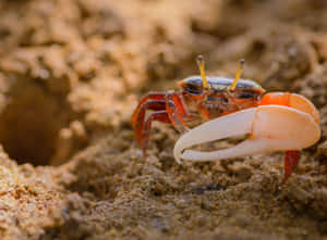 Fiddler Crab Near Burrow Wallpaper