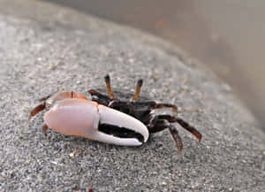 Fiddler Crab On Sand Wallpaper