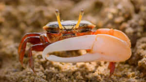 Fiddler Crab With Distinctive Large Claw Wallpaper