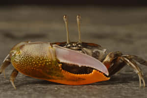 Fiddler Crab With Distinctive Large Claw Wallpaper