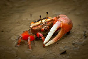 Fiddler Crab With Large Claw Wallpaper