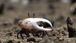 Fiddler Crab With Oversized Claw Wallpaper