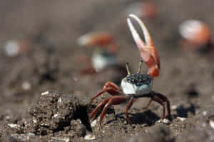 Fiddler Crab With Raised Claw Wallpaper