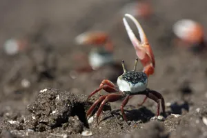 Fiddler Crab With Raised Claw Wallpaper
