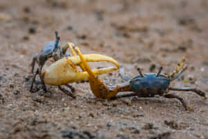 Fiddler Crabs Faceoff Wallpaper