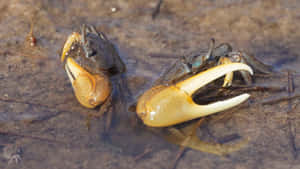 Fiddler Crabs With Distinctive Claws Wallpaper