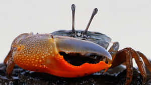 Fiddler Crabwith Distinctive Claw.jpg Wallpaper