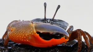 Fiddler Crabwith Distinctive Claw.jpg Wallpaper