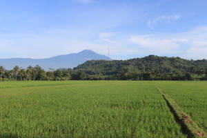 Field And Mountain Pemandangan Wallpaper