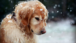 Field Bred Golden Retriever Puppy Wallpaper