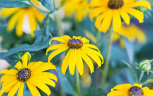 Field Of Black-eyed Susans Wallpaper