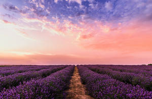 Field Of Lavender Flowers Mac 4k Wallpaper