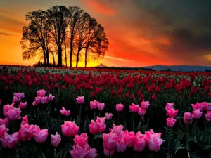 Field Of Pink Tulip Flowers Wallpaper