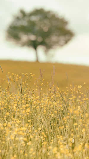 Field Of Yellow Flowers Relaxing Iphone Wallpaper