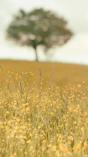Field Of Yellow Flowers Relaxing Iphone Wallpaper