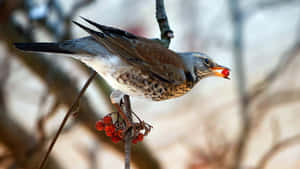 Fieldfare Thrush Feastingon Berries.jpg Wallpaper