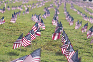 Fieldof Flags American Patriotism Wallpaper