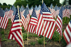 Fieldof Flags American Patriotism Wallpaper