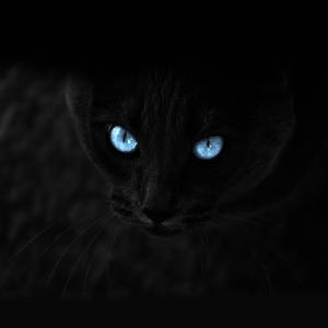 Fierce Cat Eyes Screen Saver Wallpaper