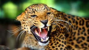 Fierce Leopard Growling Wallpaper