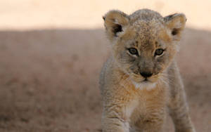 Fierce Lion Cub Wallpaper