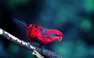 Fierce Red And Blue Bird Wallpaper