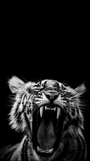 Fierce_ Tiger_ Roaring_ Black_ Background.jpg Wallpaper