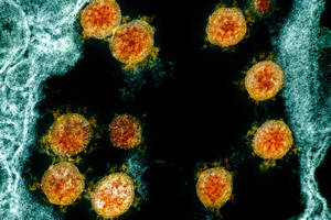 Fiery Coronavirus Model Wallpaper