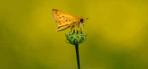 Fiery_ Skipper_ Butterfly_ Perched Wallpaper