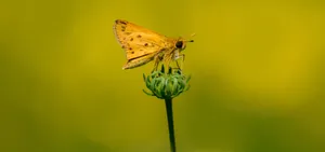 Fiery_ Skipper_ Butterfly_ Perched Wallpaper
