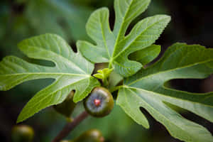 Fig Fruitand Leaves Closeup Wallpaper