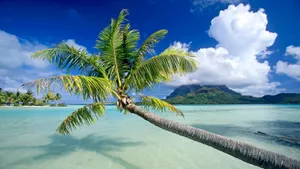Fiji Coconut Tree Wallpaper