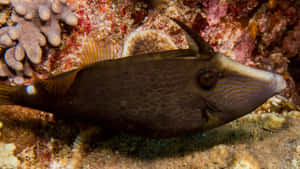 Filefish Camouflaged Underwater Wallpaper