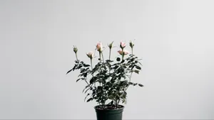 Find Peace In The Beauty Of A Traditional Japanese White Aesthetic Wallpaper