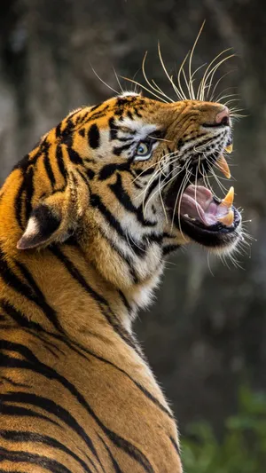 Find Your Roar With Tiger Phone - The Best Mobile Experience. Wallpaper
