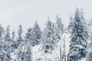 Fir Forest Winter Desktop Wallpaper